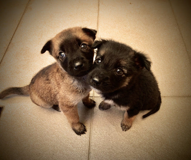 Cute Pups - Mixed Breed Dog