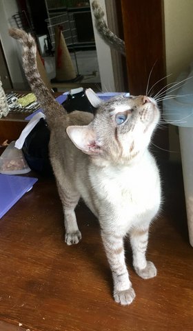 Tabby Siamese - Siamese + Tabby Cat