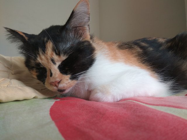 Maumau - Tabby Cat