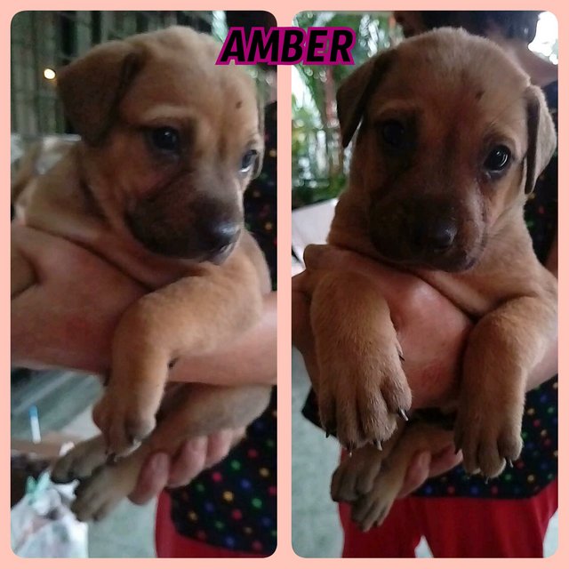 Amber - Mixed Breed Dog