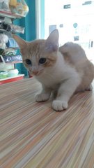 Scoopy - Oriental Short Hair Cat