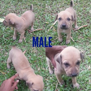 5 Puppies For Adoption  - Mixed Breed Dog