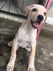 Adorable Puppy With Light Brown Patches - Mixed Breed Dog