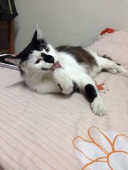 Pico - Domestic Long Hair Cat