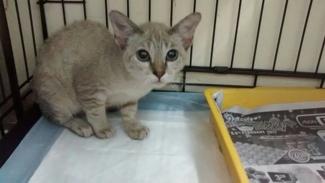 Bernice - Domestic Short Hair + Singapura Cat