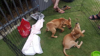 Coco and Donut at an adoption drive