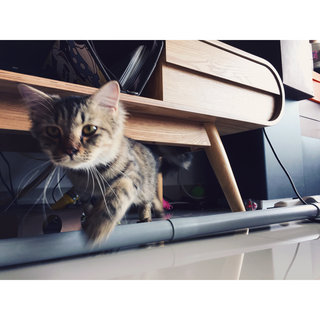 Boozo  - Maine Coon + Domestic Medium Hair Cat