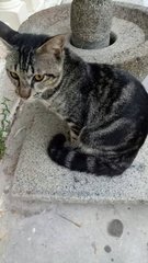 Rossi - Domestic Short Hair Cat