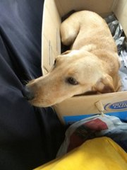After neutering, on the way back to dog's shelter