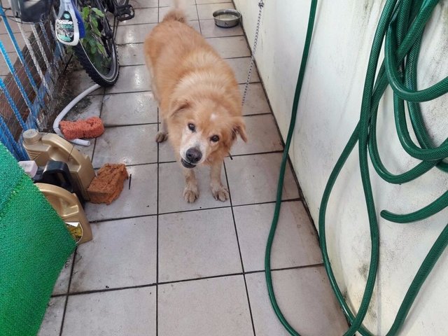Goldie - Golden Retriever Dog