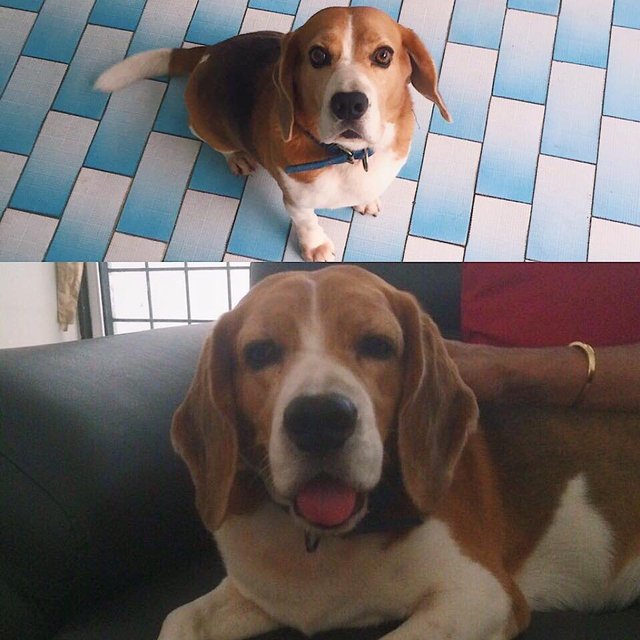 Kush  - Beagle Dog