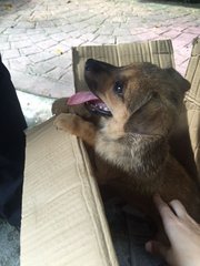 Markie Mark The Pup At Damansara! - Mixed Breed Dog