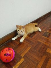 Aman The Ginger Boy - Domestic Short Hair Cat