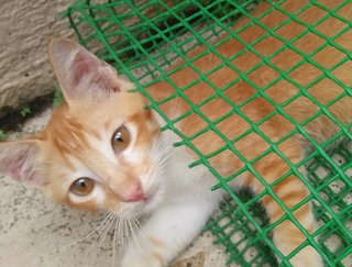 Aman The Ginger Boy - Domestic Short Hair Cat