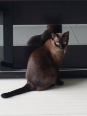 Mimi - Burmese + Domestic Short Hair Cat