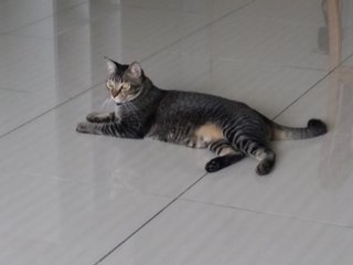 Zuckerschnute - Domestic Short Hair Cat