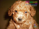  Toy Poodle Puppy-pure Homebreed. - Poodle Dog