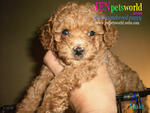  Toy Poodle Puppy-pure Homebreed. - Poodle Dog