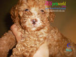  Toy Poodle Puppy-pure Homebreed. - Poodle Dog