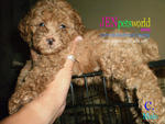  Toy Poodle Puppy-pure Homebreed. - Poodle Dog