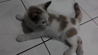 3 Months Old Kitten - Domestic Short Hair Cat