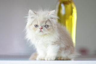 Chiko - Persian Cat