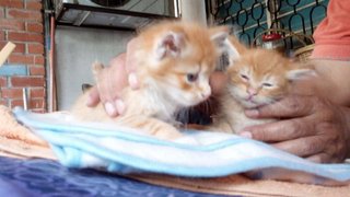 3 Ginger Kittens At Damansara - Domestic Medium Hair Cat