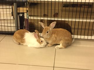 Carrot & Ciku