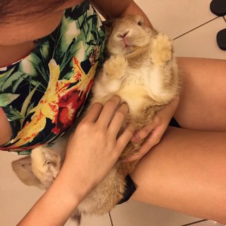 Ciku, loves belly rubs