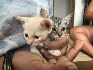 Kittens For Adoption - Domestic Medium Hair Cat
