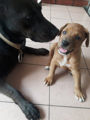 Brownie 1 And 2 - Mixed Breed Dog