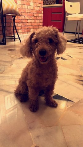 Cassie - Poodle Dog