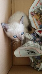 Blue Eyes Kitten - Ragdoll Cat