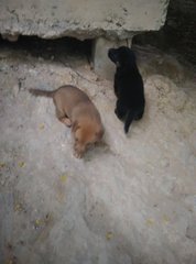 Puppies Of Damansara/ Bandar Utama - Mixed Breed Dog