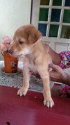 Hownowbrowncow Melaka - Mixed Breed Dog