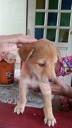 Hownowbrowncow Melaka - Mixed Breed Dog