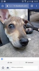 Short Toe - Dachshund + Beagle Dog