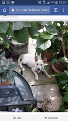 Boey - Pit Bull Terrier + Dachshund Dog