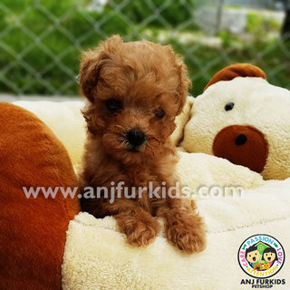 Quality Tiny Toy Poodle Female Pupp1y - Poodle Dog