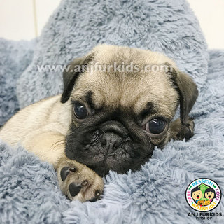 Quality Male Pug Puppy1 - Pug Dog