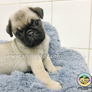 Quality Male Pug Puppy1 - Pug Dog