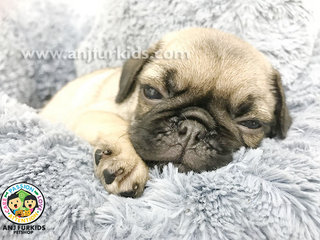 Quality Male Pug Puppy1 - Pug Dog