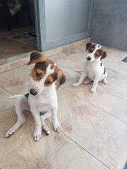 2 Pups  ( 2 Siblings - Female ) - Mixed Breed Dog