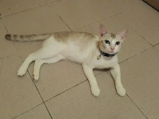 Prinze - Domestic Short Hair Cat