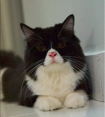 Oscar - Domestic Long Hair Cat