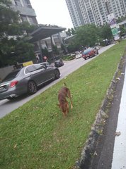 Brown Dog - Affenpinscher Dog