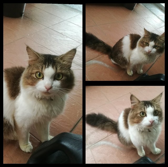 Miki - Persian + American Shorthair Cat