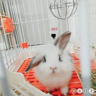 肥肥 - Bunny Rabbit Rabbit