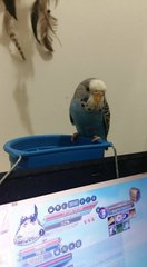 &quot;Lapis&quot;  - Budgie/Budgerigar Bird