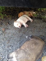 3 New Born Puppies - Mixed Breed Dog